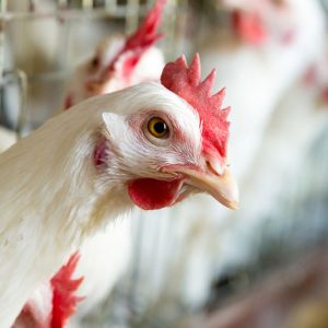 Rhode Island Red Chicken #299